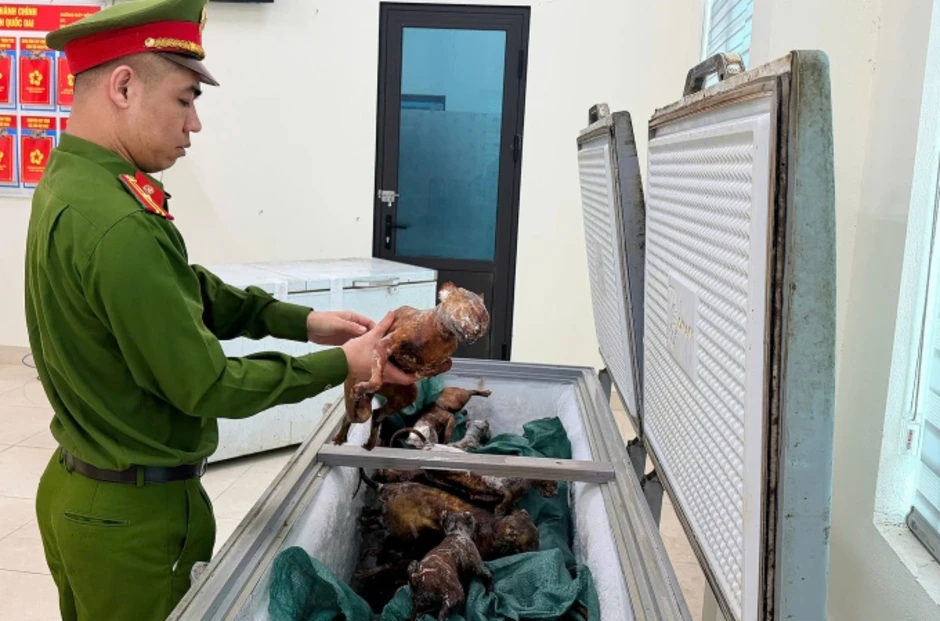Đường dây trộm mèo bán làm thịt quy mô lớn bị phát hiện Đường dây trộm mèo bán làm thịt quy mô lớn bị phát hiện