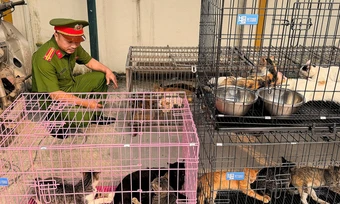 Đường dây trộm mèo bán làm thịt quy mô lớn bị phát hiện
