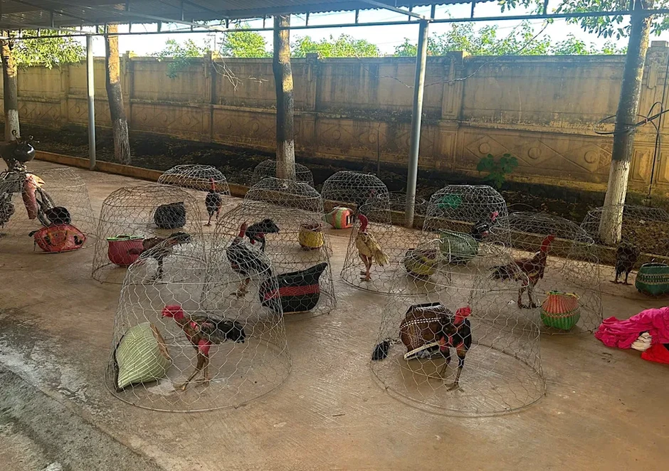 Gia Lai: Đột kích sới gà, bắt giữ 31 đối tượng Gia Lai: Đột kích sới gà, bắt giữ 31 đối tượng