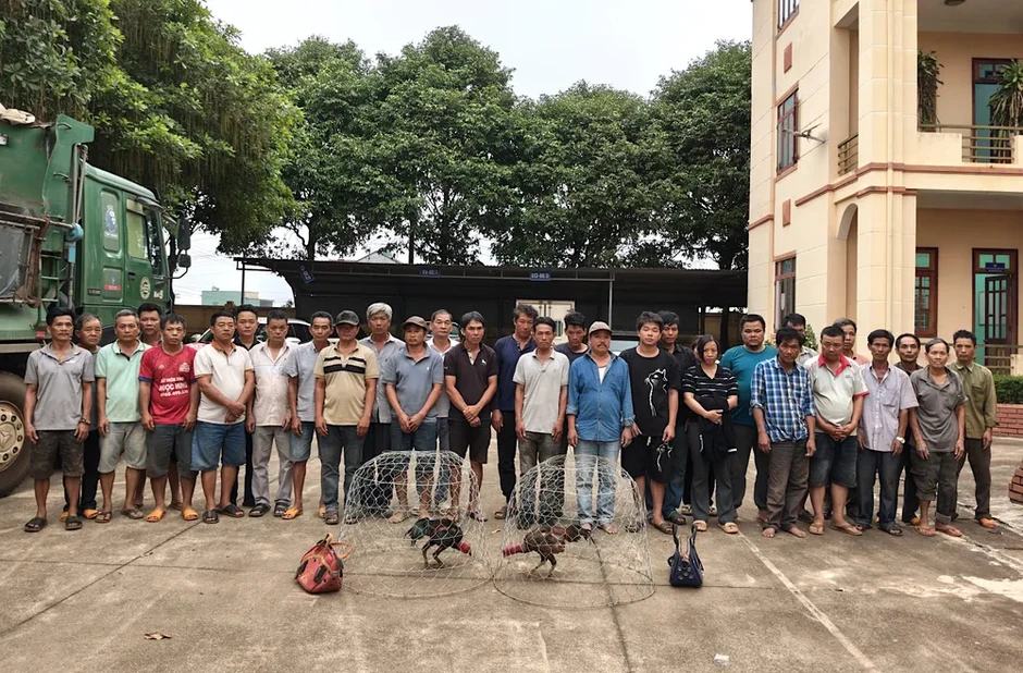 Gia Lai: Đột kích sới gà, bắt giữ 31 đối tượng Gia Lai: Đột kích sới gà, bắt giữ 31 đối tượng