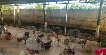 Gia Lai: Đột kích sới gà, bắt giữ 31 đối tượng