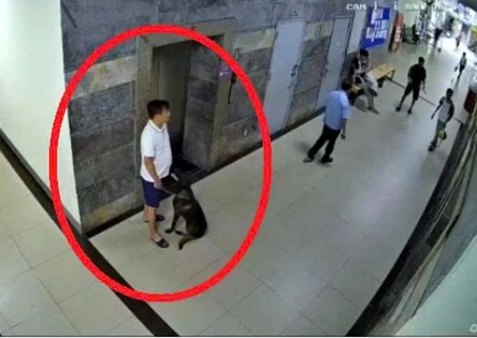 Hà Nội: Mâu thuẫn từ việc nhắc đeo rọ mõm cho chó, một người phải nhập viện