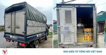 Hà Nội xử lý 4 xe chở gia cầm giống không đảm bảo vệ sinh thú y