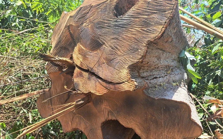 Hai bị cáo phá rừng kơ nia biên giới lãnh án