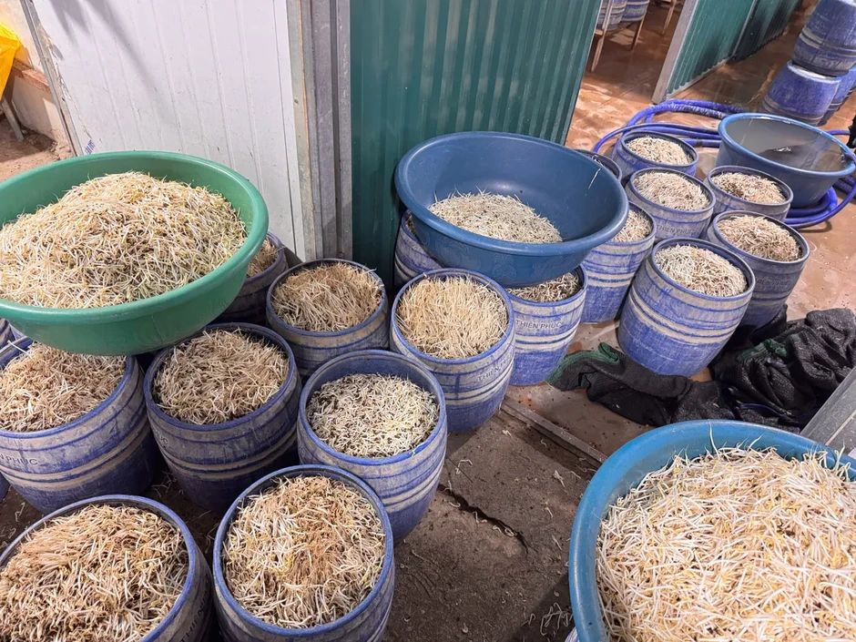 Hai phụ nữ bị khởi tố vì sản xuất gần 1,5 tấn giá đỗ “ngậm” chất cấm Hai phụ nữ bị khởi tố vì sản xuất gần 1,5 tấn giá đỗ “ngậm” chất cấm