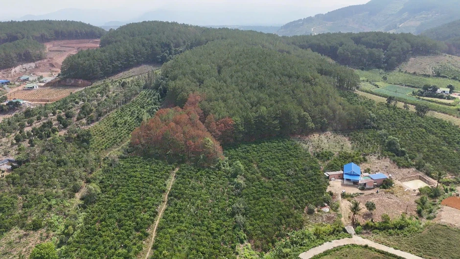 Hàng trăm cây thông 3 lá bị đầu độc, công an truy tìm thủ phạm Hàng trăm cây thông 3 lá bị đầu độc, công an truy tìm thủ phạm
