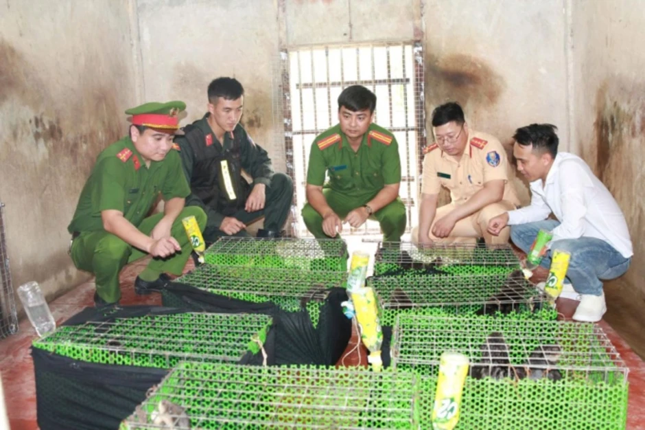 Hơn 180 con khỉ trong xe khách chất đầy động vật quý hiếm Hơn 180 con khỉ trong xe khách chất đầy động vật quý hiếm