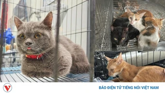 Khởi tố 12 bị can trong đường dây trộm, tiêu thụ 2.700 con mèo