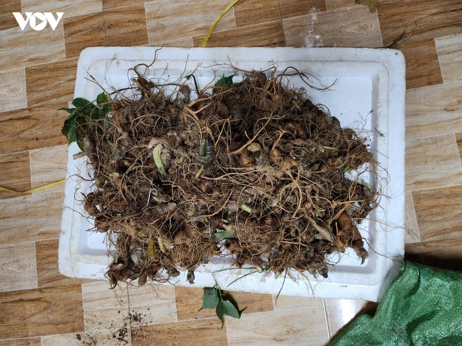 Khởi tố 13 đối tượng trộm sâm Ngọc Linh Khởi tố 13 đối tượng trộm sâm Ngọc Linh