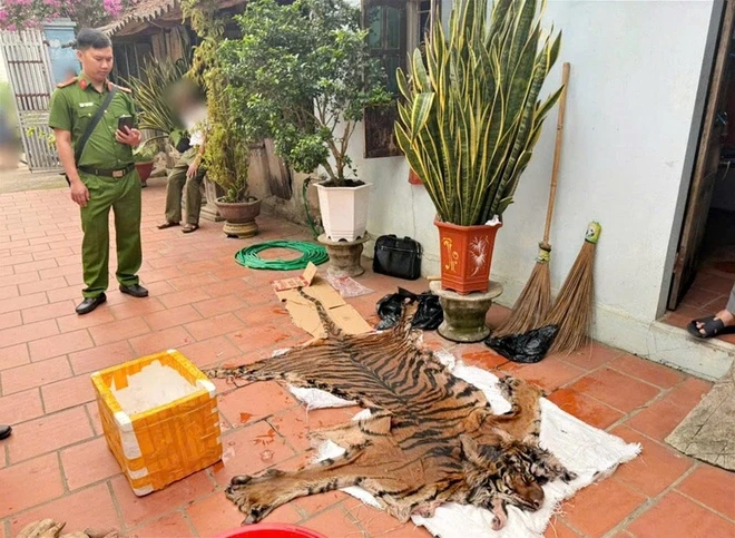 Khởi tố 2 người mua da, xương hổ nấu cao và 1 người giết mổ chim hoang dã Khởi tố 2 người mua da, xương hổ nấu cao và 1 người giết mổ chim hoang dã