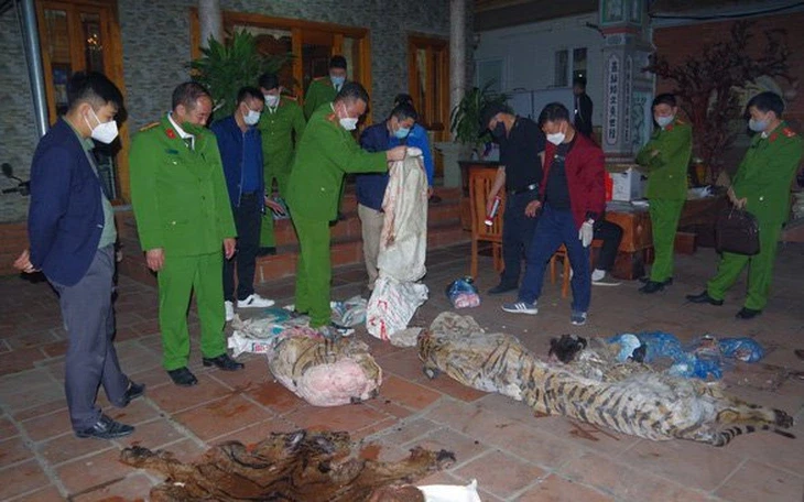 Khởi tố 2 người mua da, xương hổ nấu cao và 1 người giết mổ chim hoang dã Khởi tố 2 người mua da, xương hổ nấu cao và 1 người giết mổ chim hoang dã