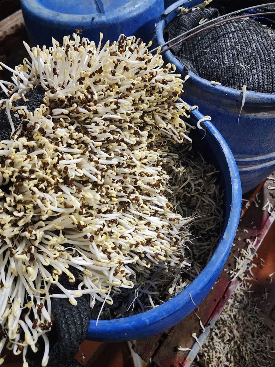 Khởi tố 3 chủ cơ sở dùng "nước kẹo" độc hại để sản xuất giá đỗ Khởi tố 3 chủ cơ sở dùng "nước kẹo" độc hại để sản xuất giá đỗ