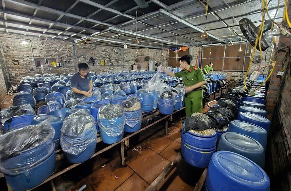 Khởi tố 3 chủ cơ sở dùng "nước kẹo" độc hại để sản xuất giá đỗ Khởi tố 3 chủ cơ sở dùng "nước kẹo" độc hại để sản xuất giá đỗ