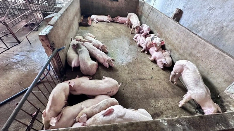 Khởi tố 3 đối tượng giết mổ, tiêu thụ thịt lợn nhiễm bệnh Khởi tố 3 đối tượng giết mổ, tiêu thụ thịt lợn nhiễm bệnh