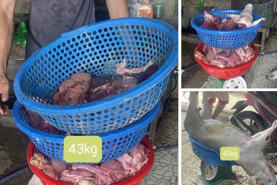 Khởi tố 3 đối tượng thu mua, giết mổ lợn bệnh bán ra thị trường Khởi tố 3 đối tượng thu mua, giết mổ lợn bệnh bán ra thị trường