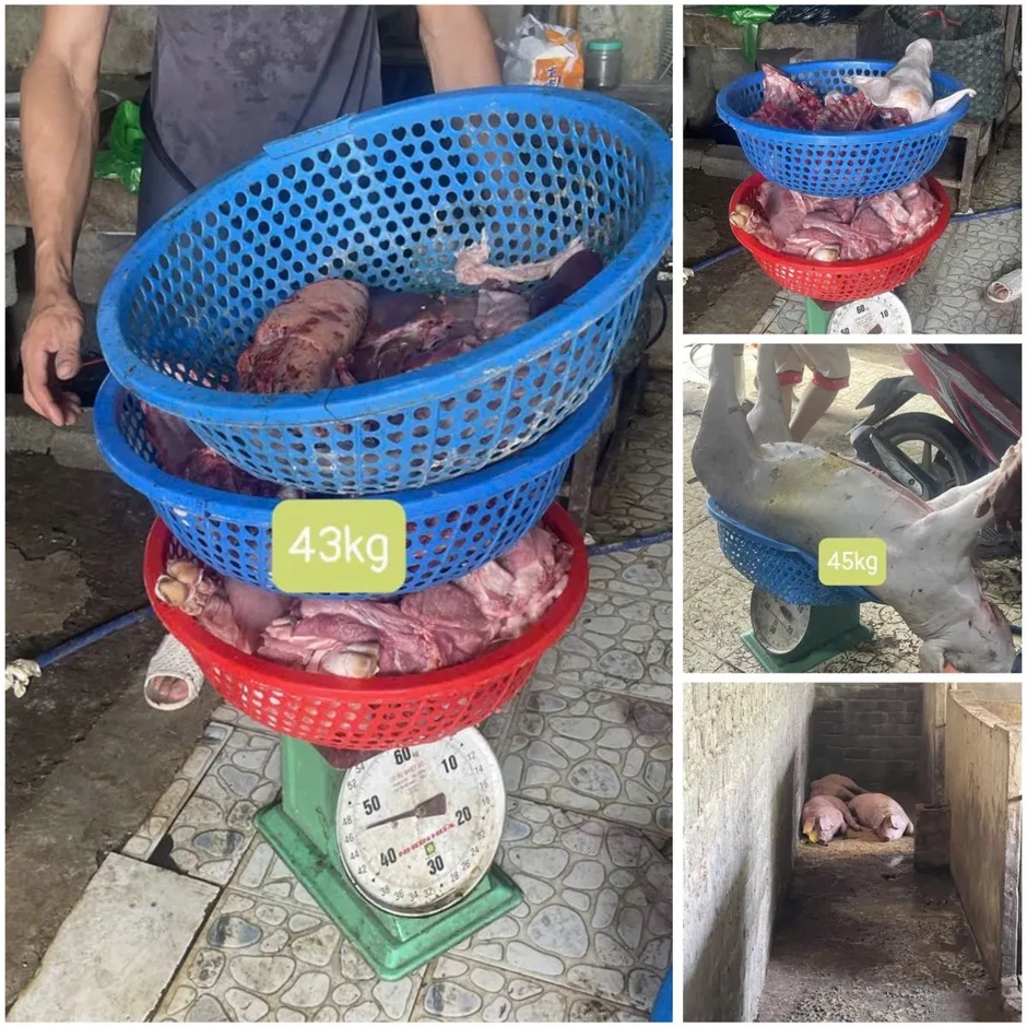 Khởi tố 3 đối tượng thu mua lợn mắc dịch tả lợn châu Phi để giết mổ, tiêu thụ Khởi tố 3 đối tượng thu mua lợn mắc dịch tả lợn châu Phi để giết mổ, tiêu thụ