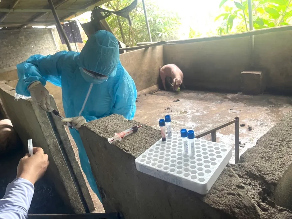 Khởi tố 3 đối tượng thu mua lợn mắc dịch tả lợn châu Phi để giết mổ, tiêu thụ Khởi tố 3 đối tượng thu mua lợn mắc dịch tả lợn châu Phi để giết mổ, tiêu thụ