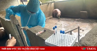 Khởi tố 3 đối tượng thu mua lợn mắc dịch tả lợn châu Phi để giết mổ, tiêu thụ