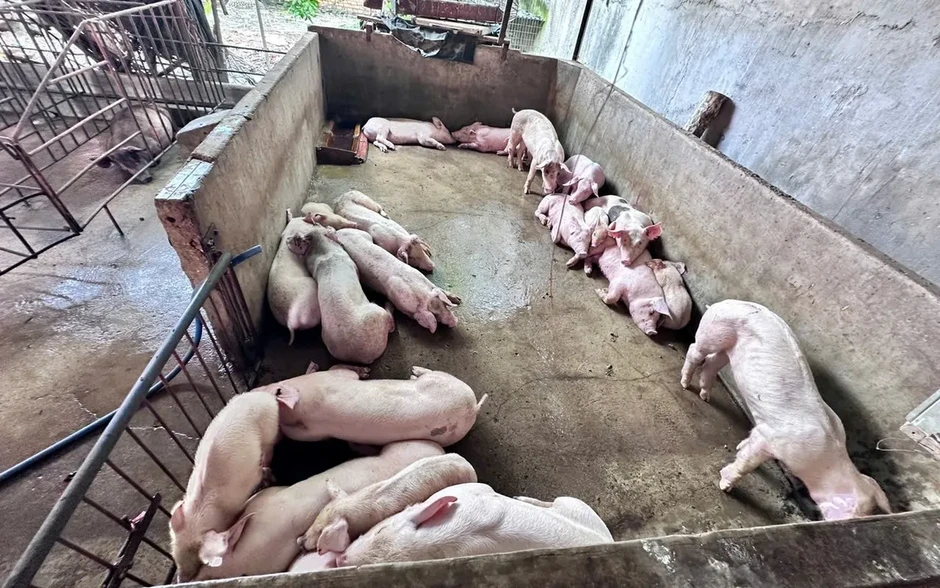 Khởi tố, bắt tạm giam nhóm đối tượng giết mổ heo bệnh đưa ra thị trường tiêu thụ Khởi tố, bắt tạm giam nhóm đối tượng giết mổ heo bệnh đưa ra thị trường tiêu thụ