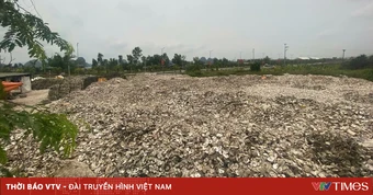 Khởi tố chủ cơ sở chế biến đổ hơn 324.500 kg vỏ hàu ra môi trường