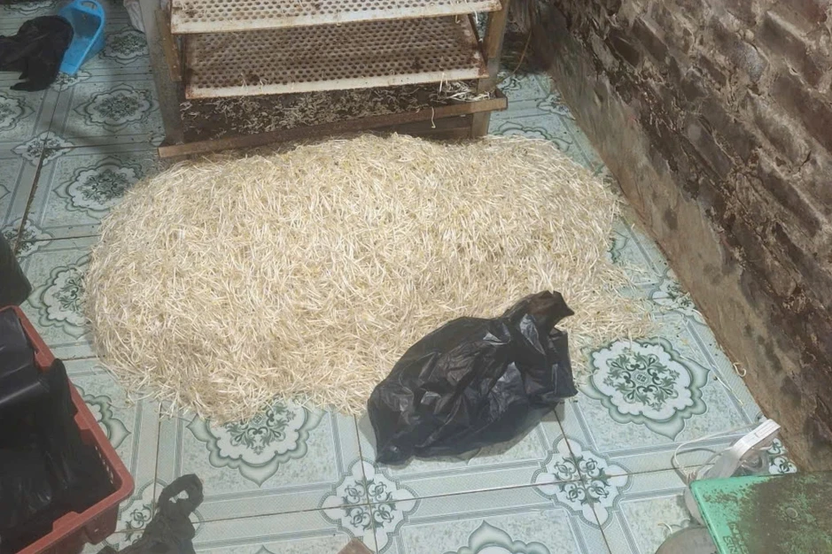 Khởi tố chủ cơ sở dùng chất cấm sản xuất gần 800kg giá đỗ Khởi tố chủ cơ sở dùng chất cấm sản xuất gần 800kg giá đỗ