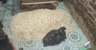 Khởi tố chủ cơ sở dùng chất cấm sản xuất gần 800kg giá đỗ