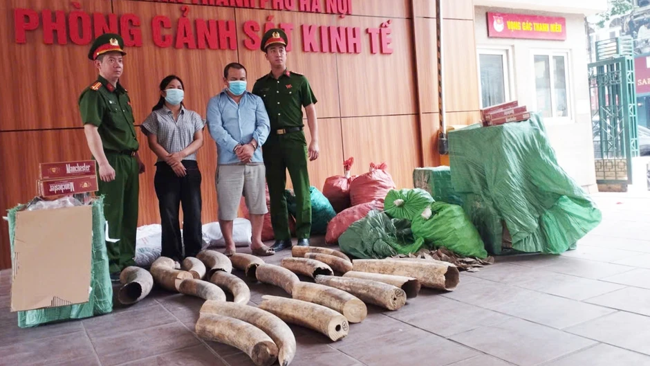 Khởi tố đường dây buôn bán ngà voi, thuốc lá lậu quy mô lớn tại Hà Nội Khởi tố đường dây buôn bán ngà voi, thuốc lá lậu quy mô lớn tại Hà Nội