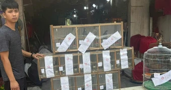 Khởi tố người tái phạm nuôi nhốt 20 cá thể chim hoang dã trái phép