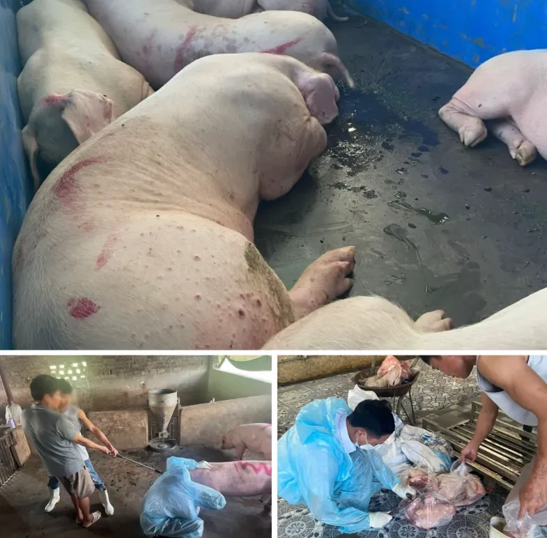 Khởi tố nhóm đối tượng mua bán, tiêu thụ lợn nhiễm dịch tả lợn châu Phi Khởi tố nhóm đối tượng mua bán, tiêu thụ lợn nhiễm dịch tả lợn châu Phi