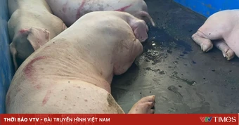 Khởi tố nhóm đối tượng mua bán, tiêu thụ lợn nhiễm dịch tả lợn châu Phi