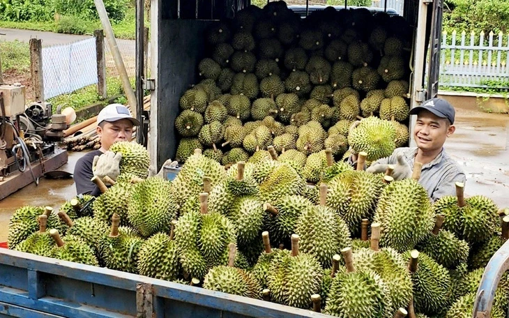 Khởi tố vụ án 3 xe bán tải rượt đuổi, hành hung người do 'hiểu lầm' khi mua bán sầu riêng Khởi tố vụ án 3 xe bán tải rượt đuổi, hành hung người do 'hiểu lầm' khi mua bán sầu riêng