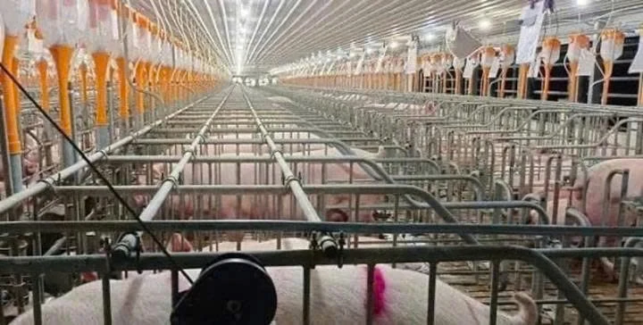 Khởi tố vụ án tai nạn lao động tại trại lợn khiến 5 người tử vong ở Thanh Hóa Khởi tố vụ án tai nạn lao động tại trại lợn khiến 5 người tử vong ở Thanh Hóa