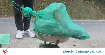 Khởi tố vụ án vận chuyển rắn hổ mang chúa trái phép ở Thái Nguyên