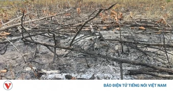 Khởi tố vụ hủy hoại hơn 9 ha rừng ở Gia Lai