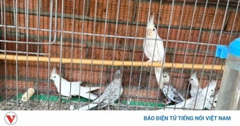 Khởi tố vụ nuôi nhốt 104 cá thể động vật hoang dã