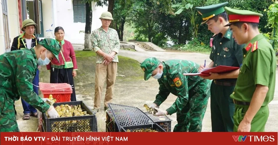 Liên tiếp bắt vụ vận chuyển gia cầm giống, thực phẩm đông lạnh nhập lậu ở Lạng Sơn Liên tiếp bắt vụ vận chuyển gia cầm giống, thực phẩm đông lạnh nhập lậu ở Lạng Sơn