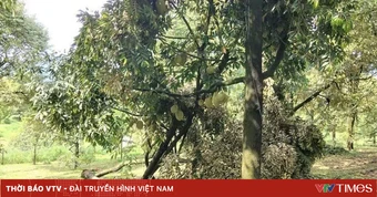 Mâu thuẫn tại kho sầu riêng, một người tử vong sau nhiều nhát dao