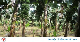 Mâu thuẫn vì chuối bị chặt, em trai sát hại anh ruột