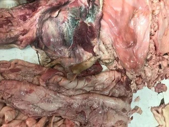 Ngăn chặn kịp thời 500 kg thịt lợn bốc mùi đưa ra thị trường