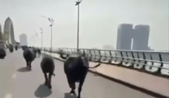 Người dân hoảng hốt nhìn đàn trâu chạy trên cầu Rồng ở Đà Nẵng