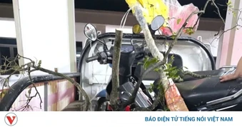 Ninh Bình: Bắt giữ đối tượng khai thác, vận chuyển trái phép cây Muội hồng