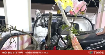 Ninh Bình: Bắt giữ vụ khai thác, vận chuyển cây Muội hồng
