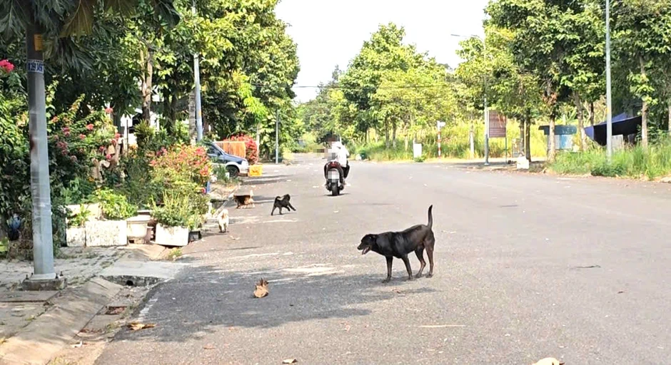 Nỗi ám ảnh mang tên chó thả rông Nỗi ám ảnh mang tên chó thả rông