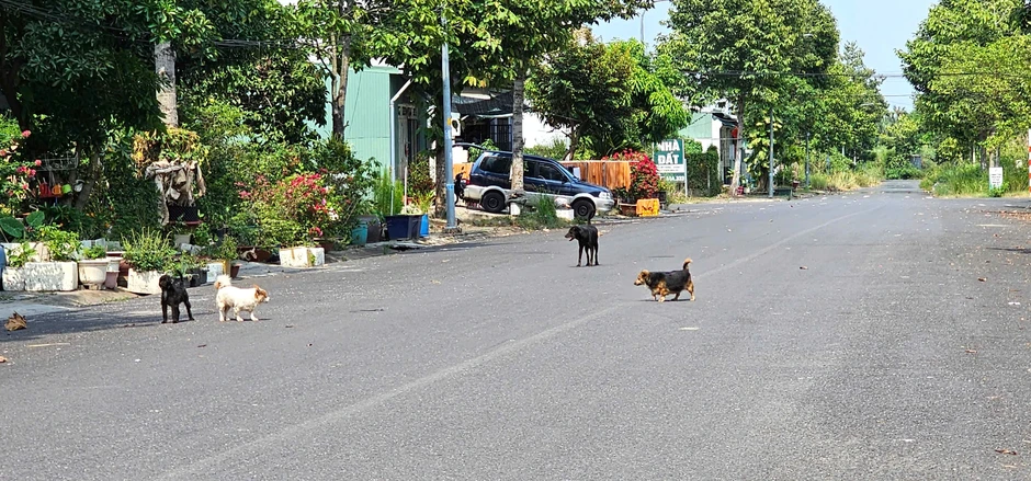 Nỗi ám ảnh mang tên chó thả rông Nỗi ám ảnh mang tên chó thả rông