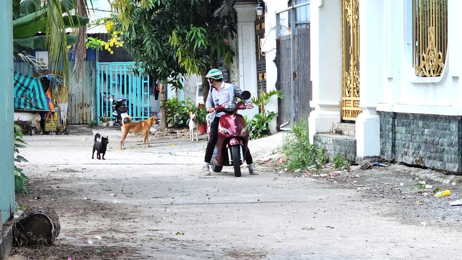 Nỗi ám ảnh mang tên chó thả rông Nỗi ám ảnh mang tên chó thả rông