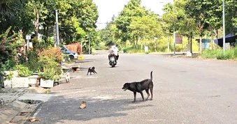 Nỗi ám ảnh mang tên chó thả rông