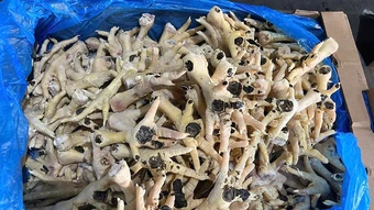 Nữ giám đốc bán hơn 10.000 tấn chân gà 'bẩn' ra thị trường bị bắt