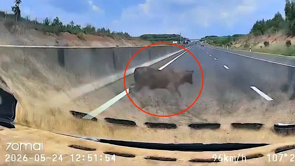 Ô tô chạy gần 100 km/h tông trúng con bò trên cao tốc Phan Thiết - Dầu Giây Ô tô chạy gần 100 km/h tông trúng con bò trên cao tốc Phan Thiết - Dầu Giây