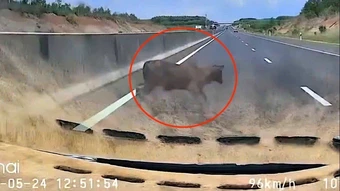 Ô tô chạy gần 100 km/h tông trúng con bò trên cao tốc Phan Thiết - Dầu Giây