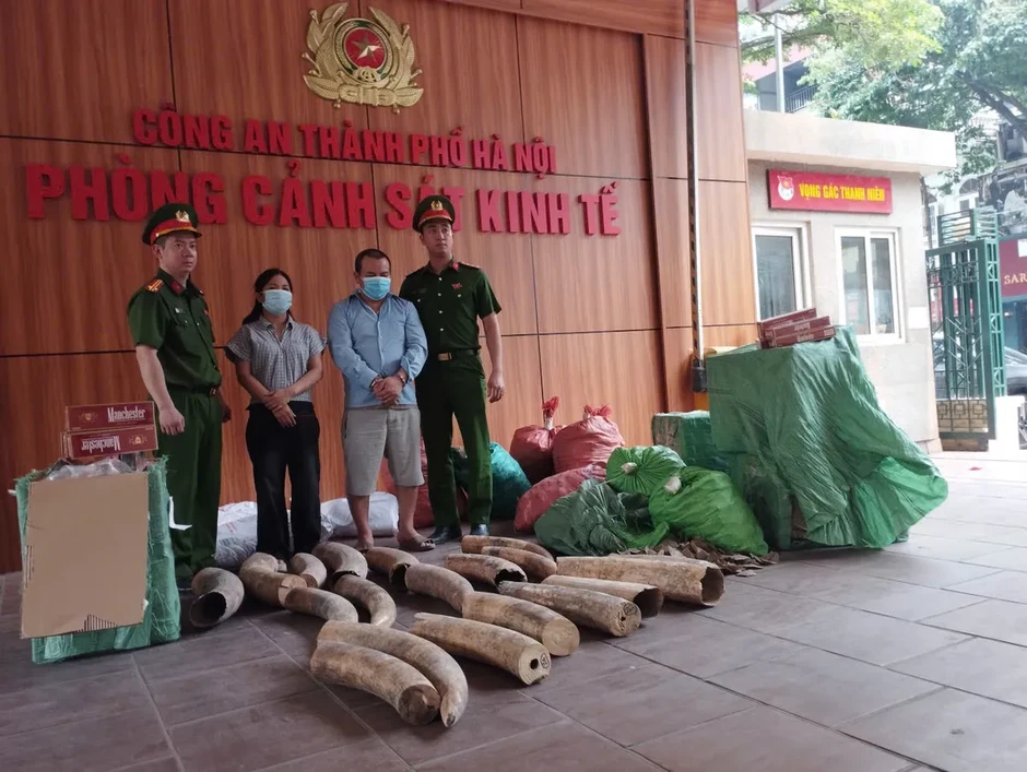 Phá đường dây buôn bán, vận chuyển 242 kg ngà voi, gần 70.000 bao thuốc lá lậu Phá đường dây buôn bán, vận chuyển 242 kg ngà voi, gần 70.000 bao thuốc lá lậu